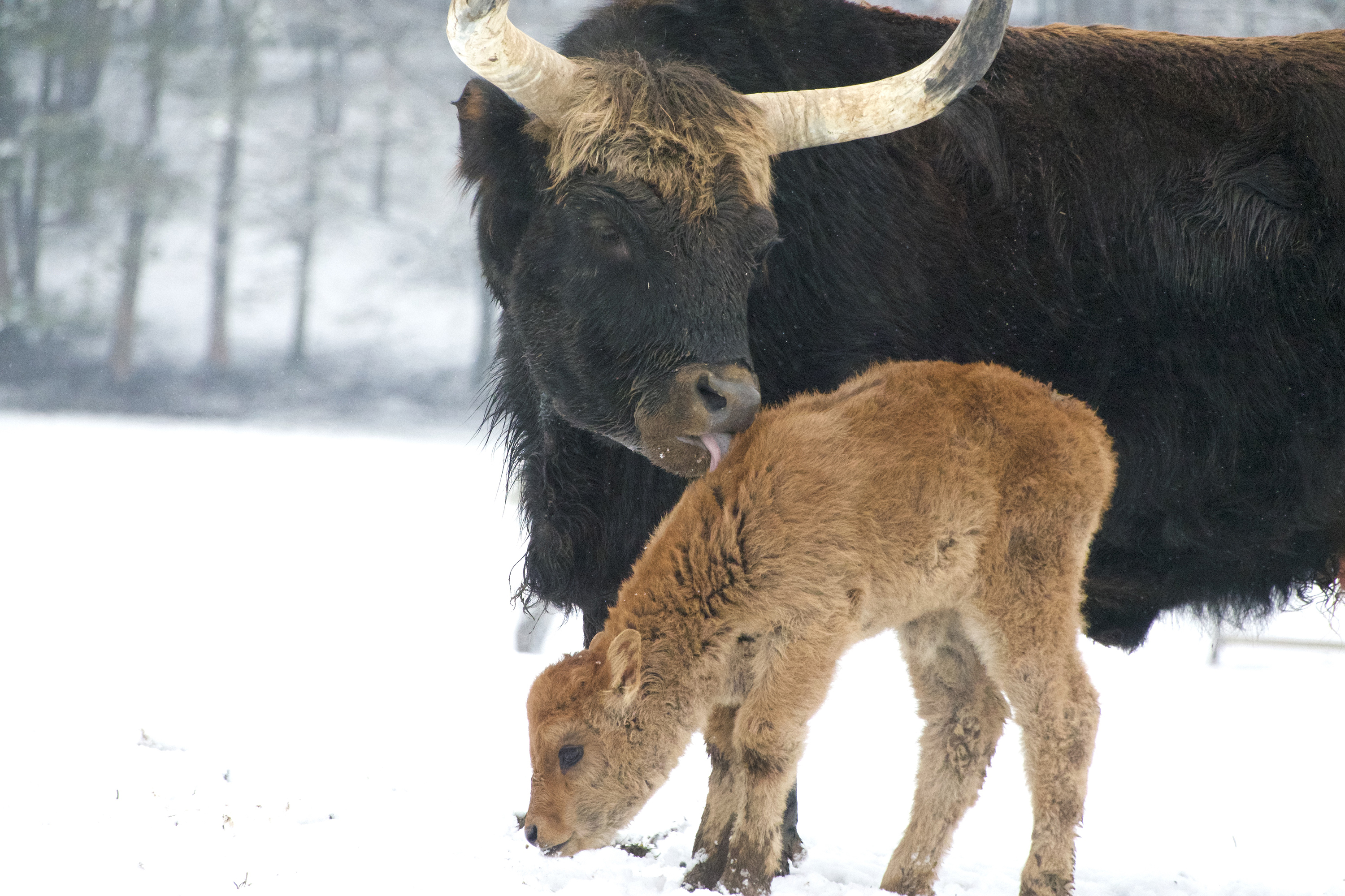 bizon hiver